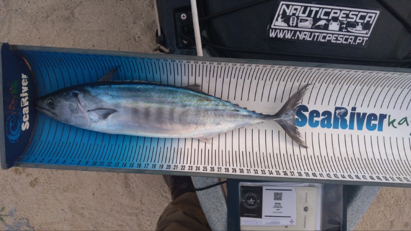 Fish Measure Picture