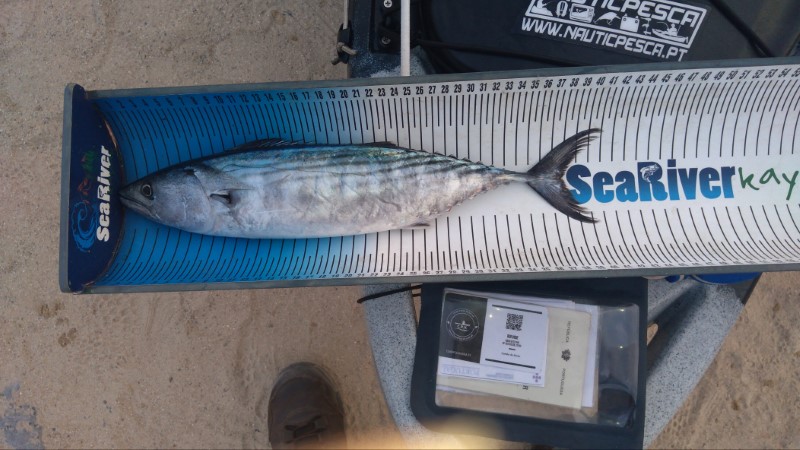 Fish Measure Picture