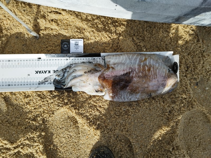 Fish Measure Picture