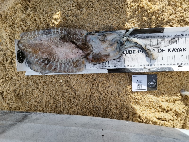 Fish Measure Picture