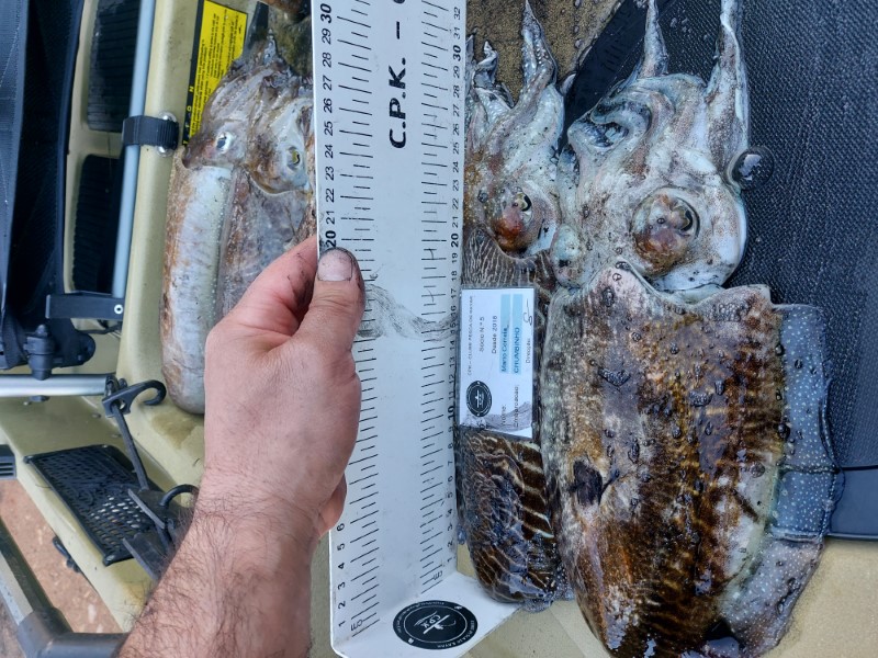 Fish Measure Picture