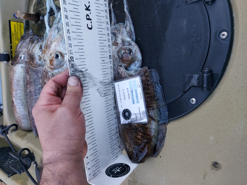 Fish Measure Picture