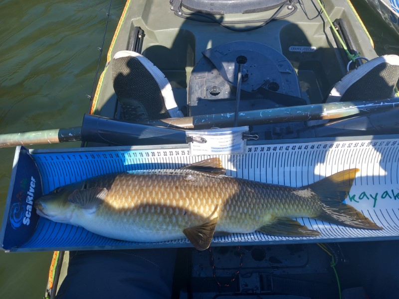 Fish Measure Picture