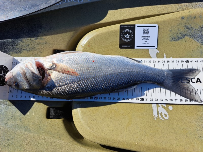 Fish Measure Picture