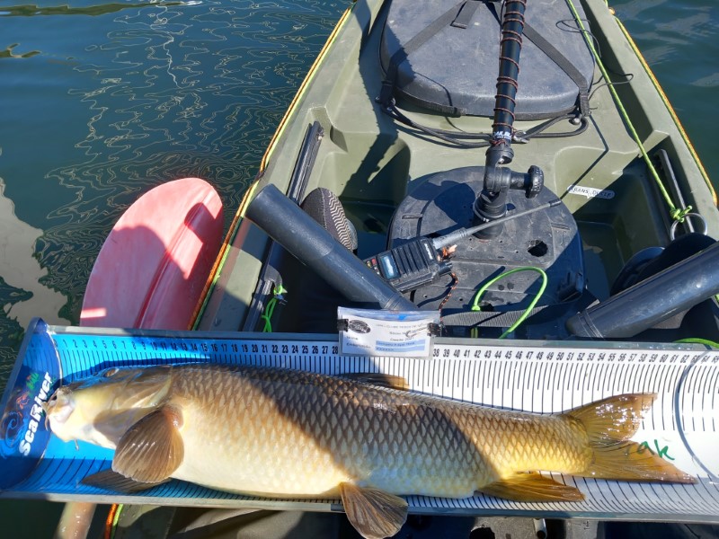 Fish Measure Picture