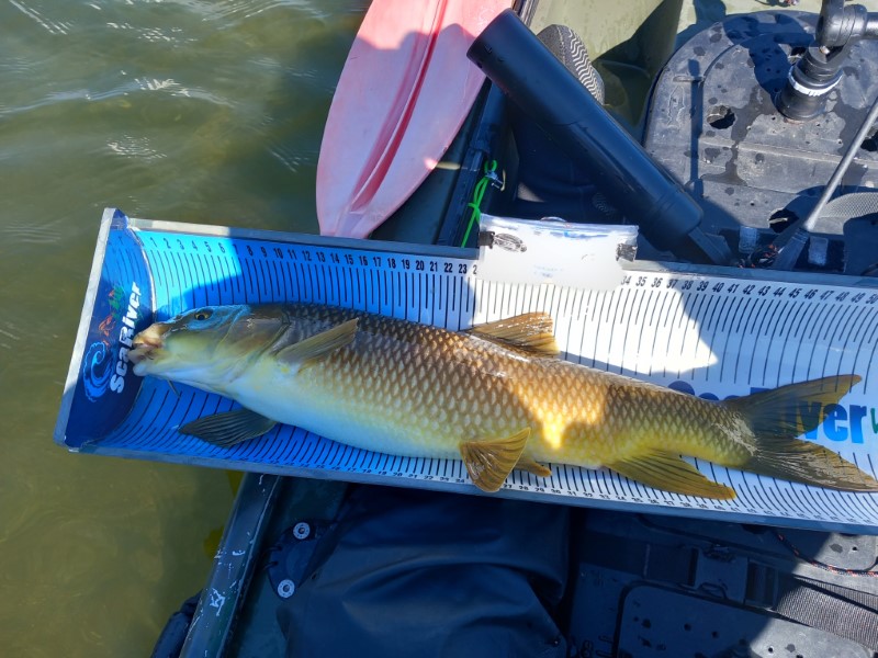 Fish Measure Picture