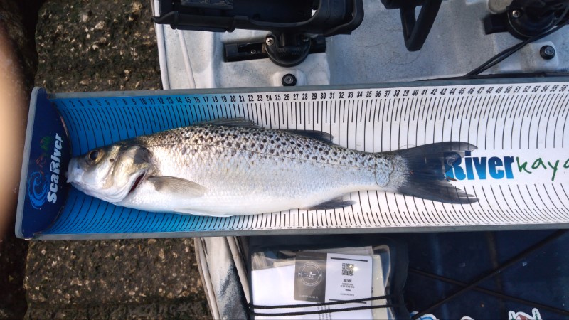 Fish Measure Picture