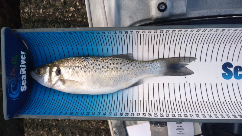Fish Measure Picture