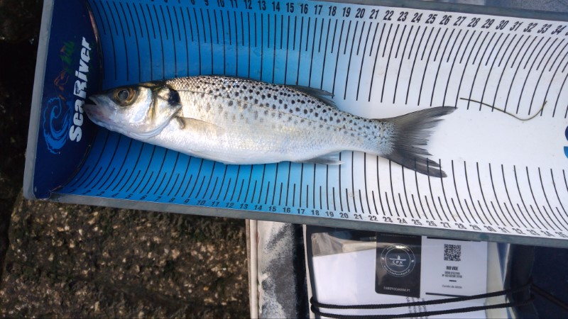 Fish Measure Picture