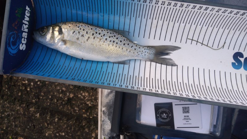 Fish Measure Picture