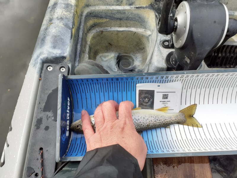 Fish Measure Picture