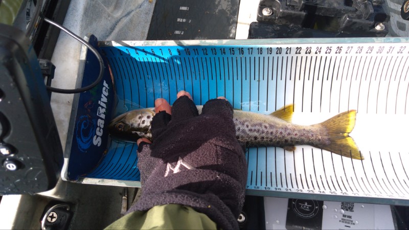 Fish Measure Picture