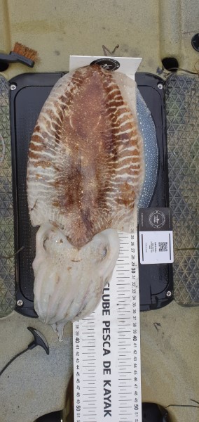 Fish Measure Picture
