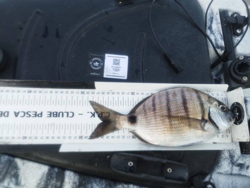 Fish Measure Picture