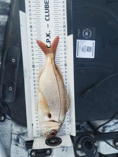 Fish Measure Picture