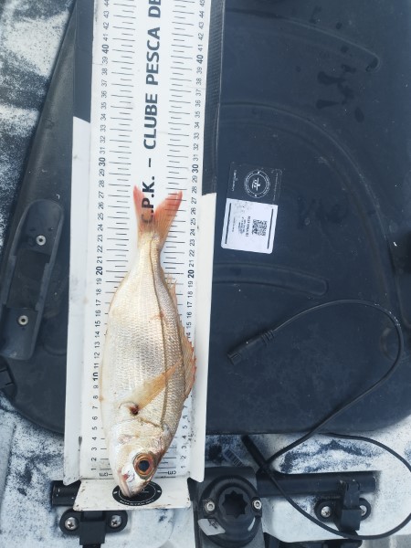 Fish Measure Picture