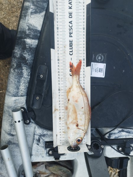 Fish Measure Picture