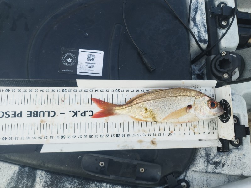 Fish Measure Picture