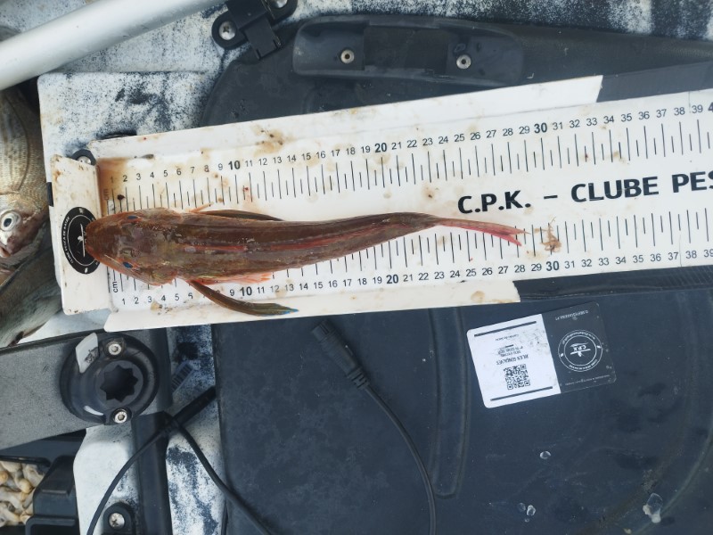 Fish Measure Picture