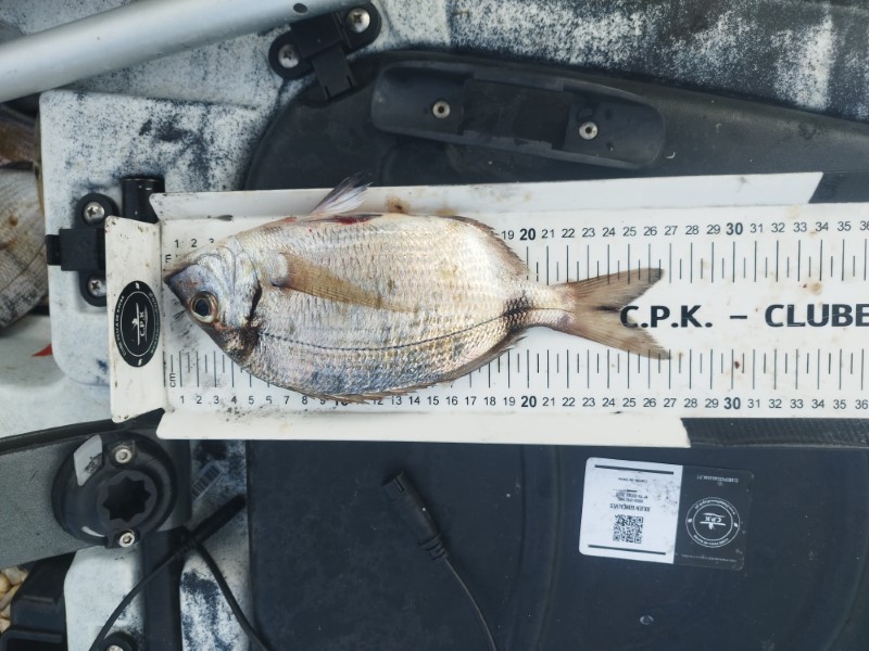 Fish Measure Picture