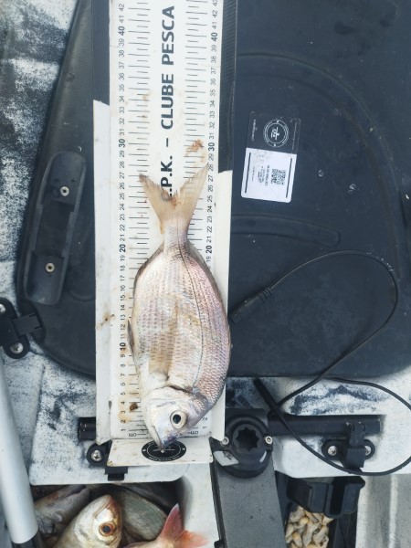 Fish Measure Picture