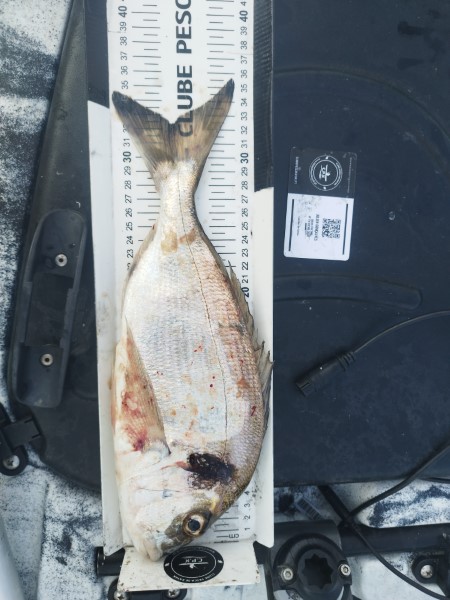 Fish Measure Picture