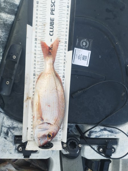 Fish Measure Picture