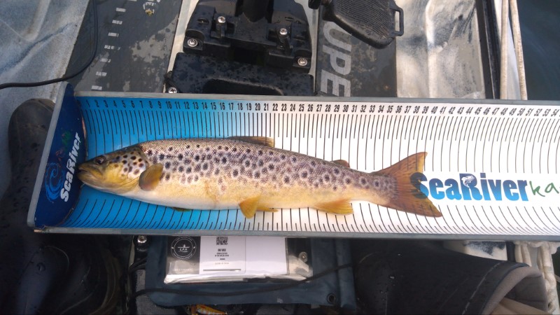 Fish Measure Picture