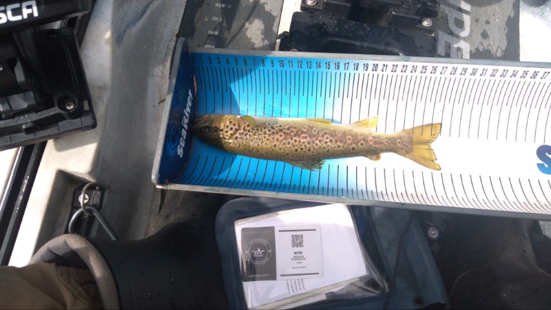 Fish Measure Picture
