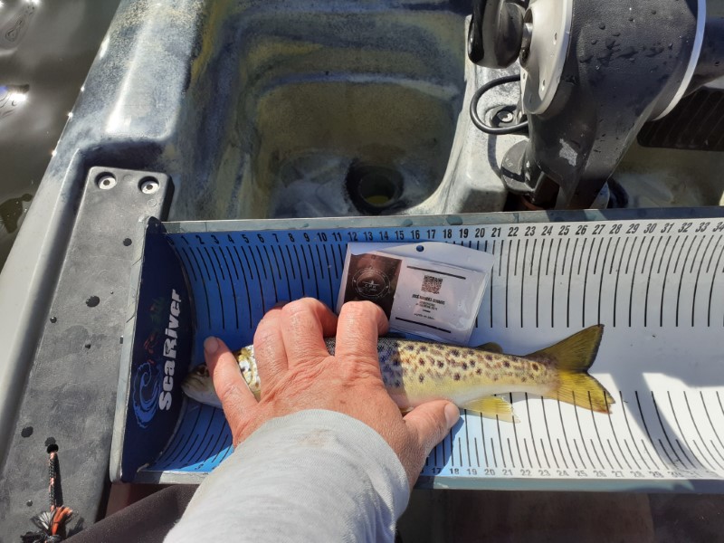 Fish Measure Picture