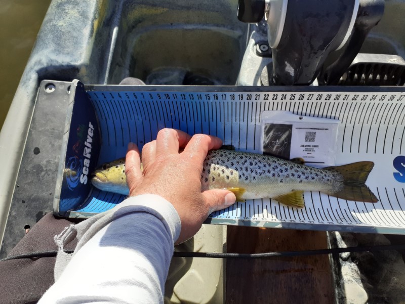Fish Measure Picture