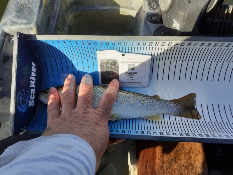 Fish Measure Picture
