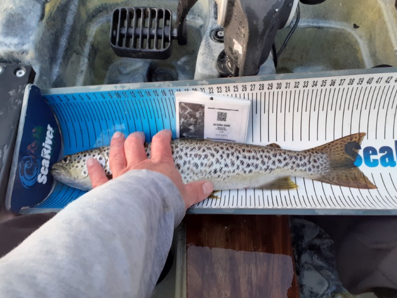 Fish Measure Picture