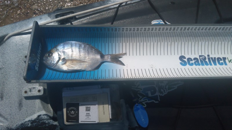 Fish Measure Picture