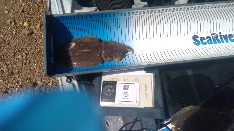 Fish Measure Picture