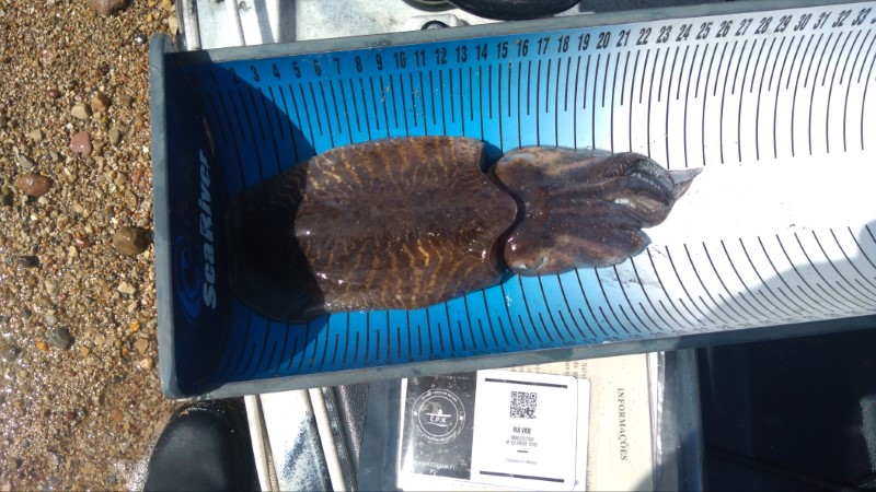 Fish Measure Picture