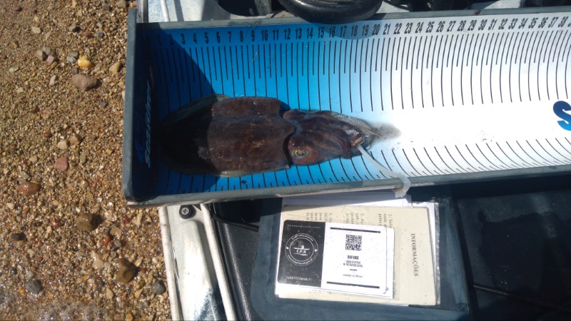 Fish Measure Picture