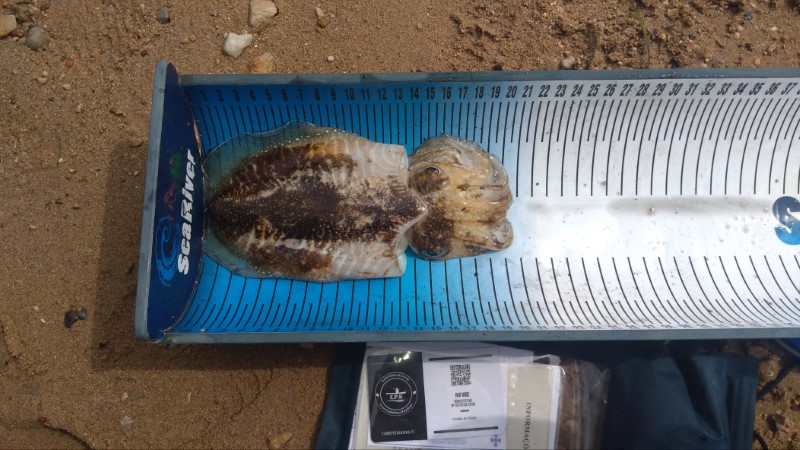 Fish Measure Picture