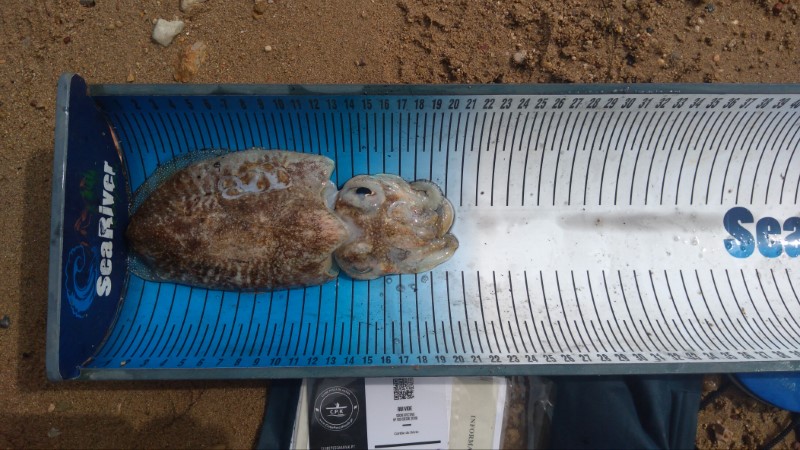 Fish Measure Picture