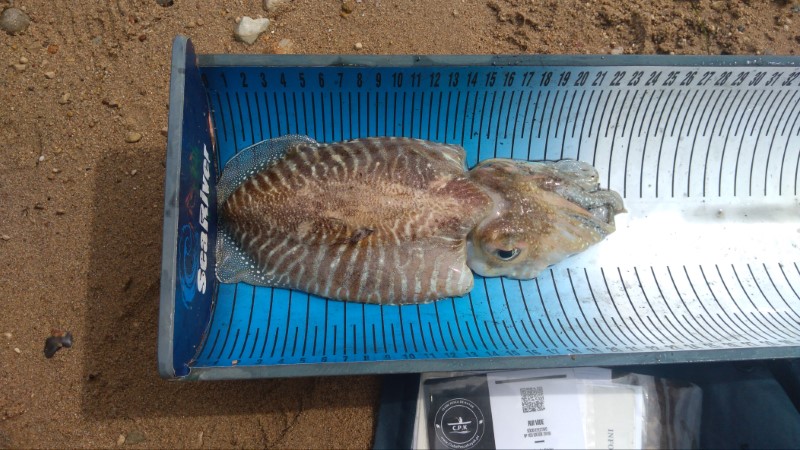 Fish Measure Picture