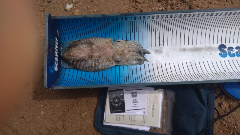Fish Measure Picture