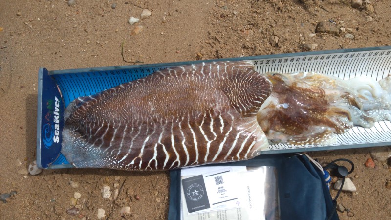 Fish Measure Picture