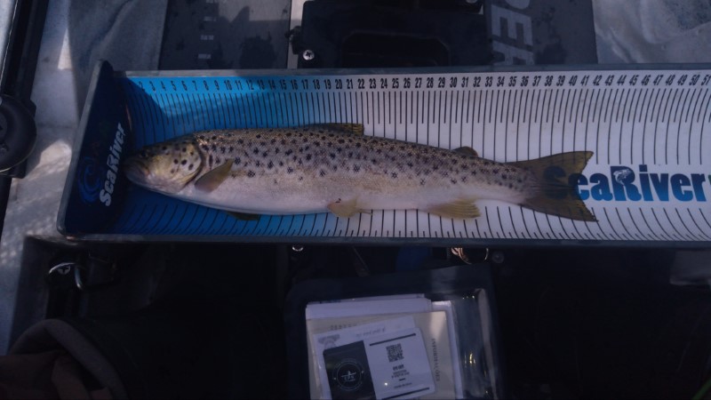 Fish Measure Picture