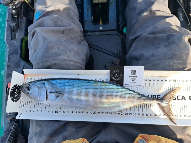 Fish Measure Picture