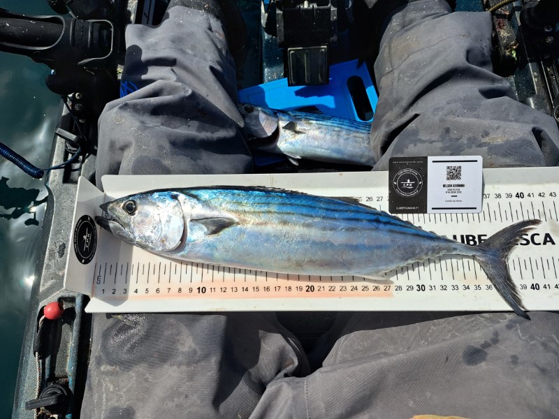 Fish Measure Picture