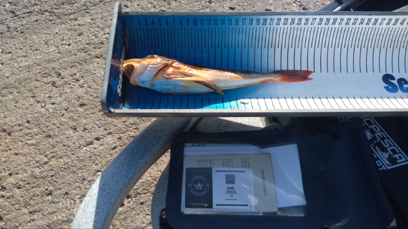 Fish Measure Picture