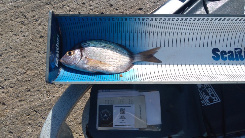 Fish Measure Picture