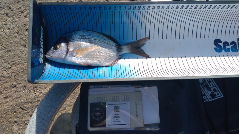 Fish Measure Picture