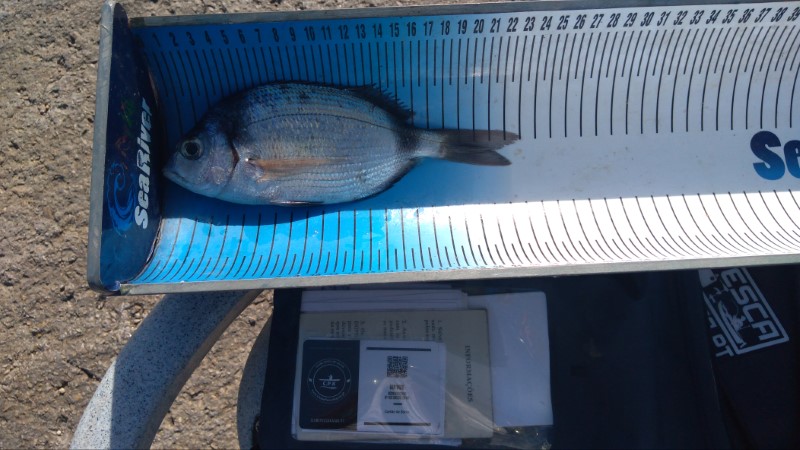 Fish Measure Picture
