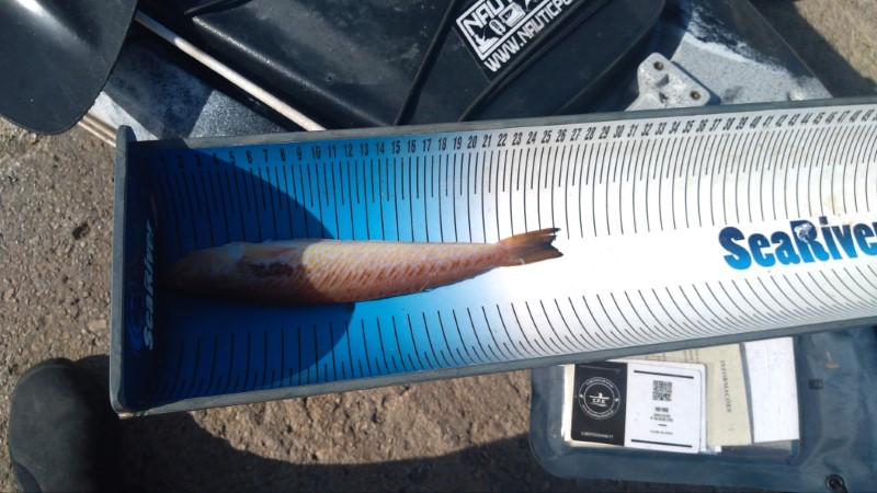 Fish Measure Picture